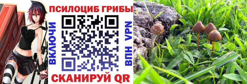 Галлюциногенные грибы MAGIC MUSHROOMS  продажа наркотиков  Камышлов 
